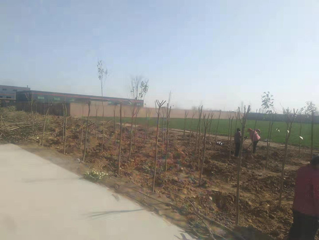 陽春三月，大地復蘇，安陽鼎諾廠區(qū)植樹活動再添綠。
